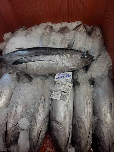 Filets de thon blanc fraîchement découpés sur glace au comptoir d'une poissonnerie, gros plan