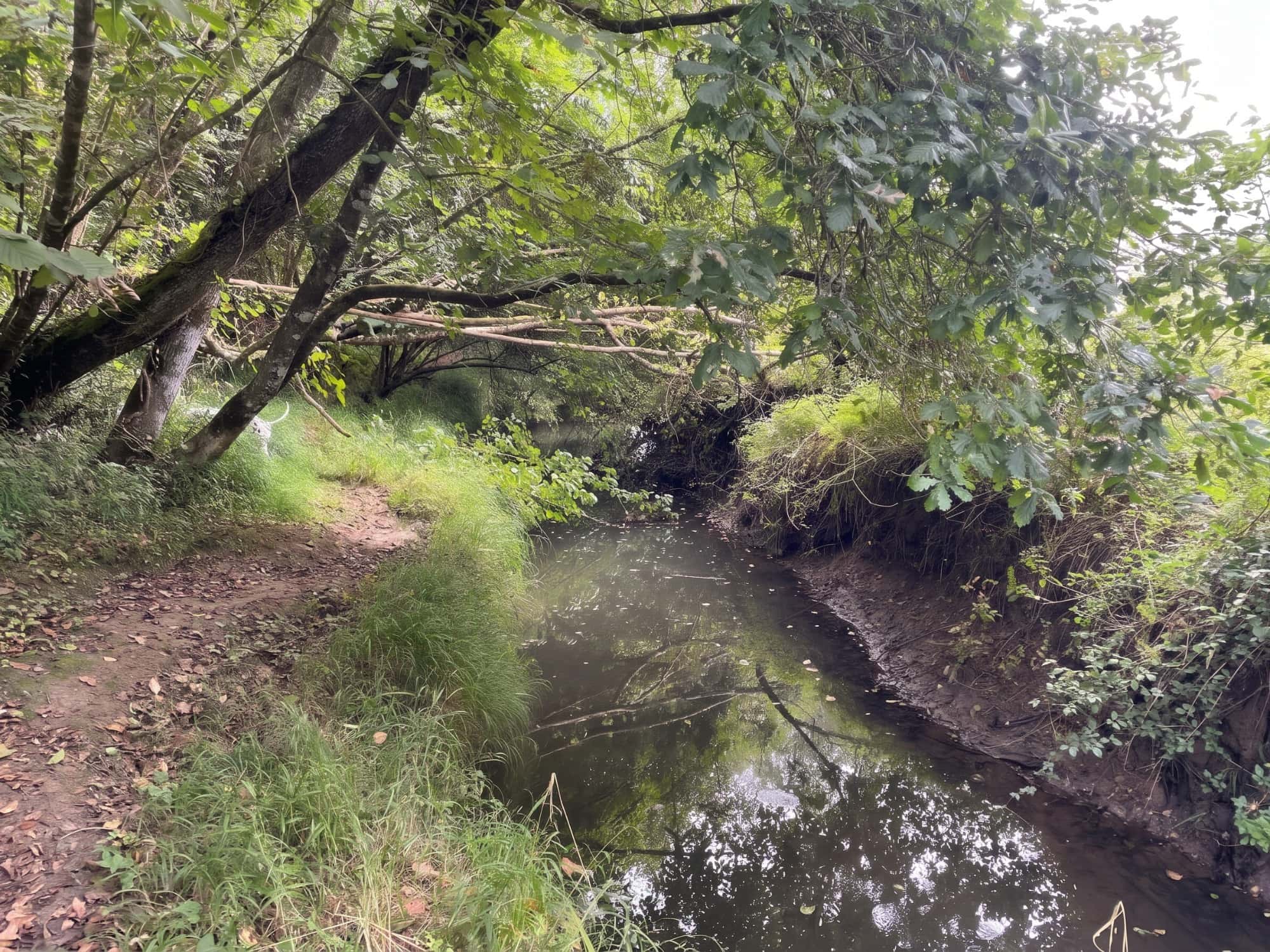 Sendero entre encinas y prados del monte Candina junto al arroyo Rucova, con bruma matinal