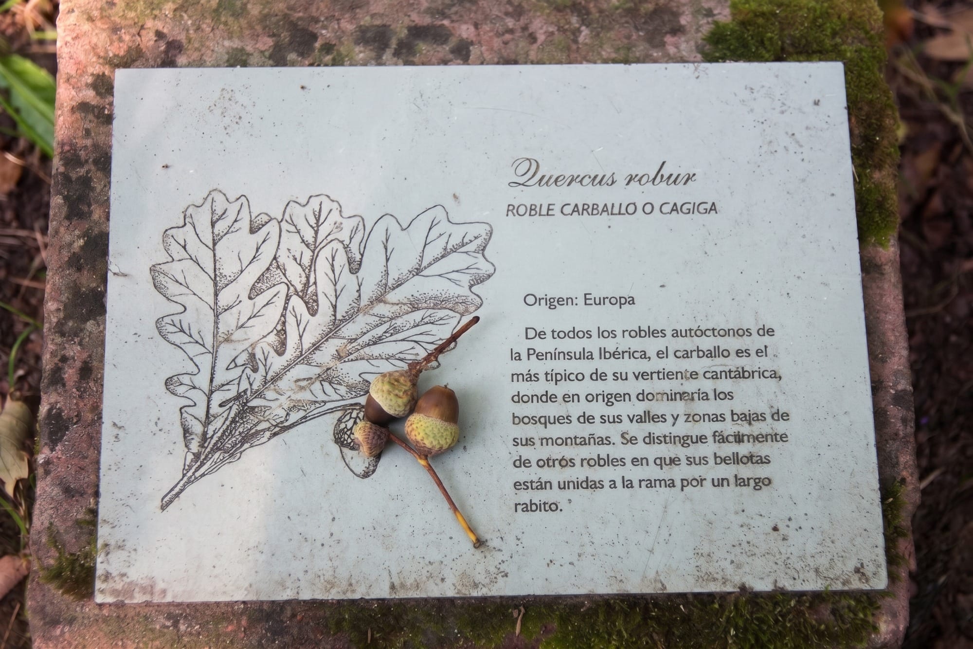 Detalle de la corteza y las hojas de uno de los árboles de otros continentes del arboreto, con su cartel identificativo