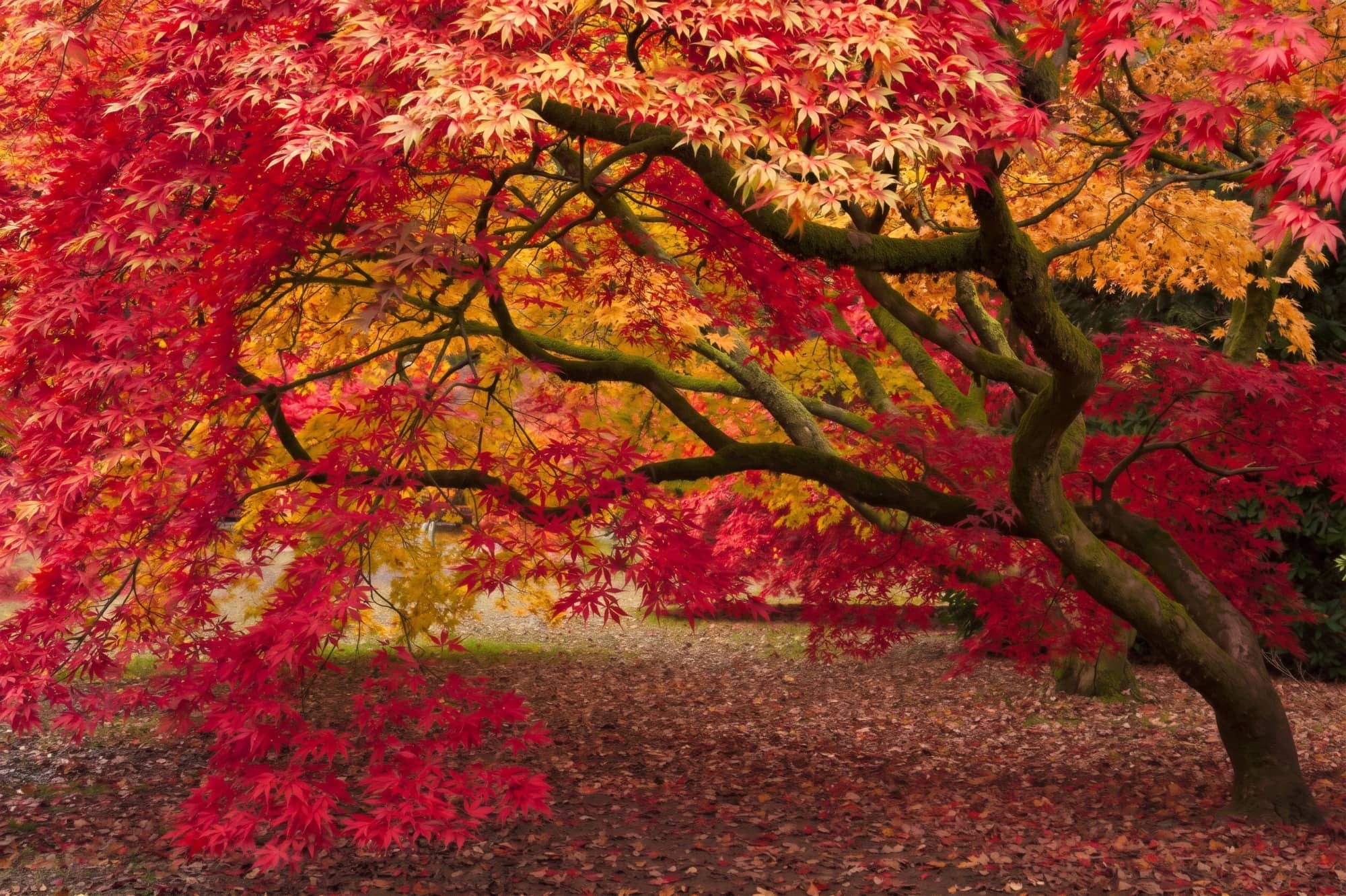 Paseo entre árboles del Arboreto de Liendo en otoño, con hojas de colores cubriendo el sendero