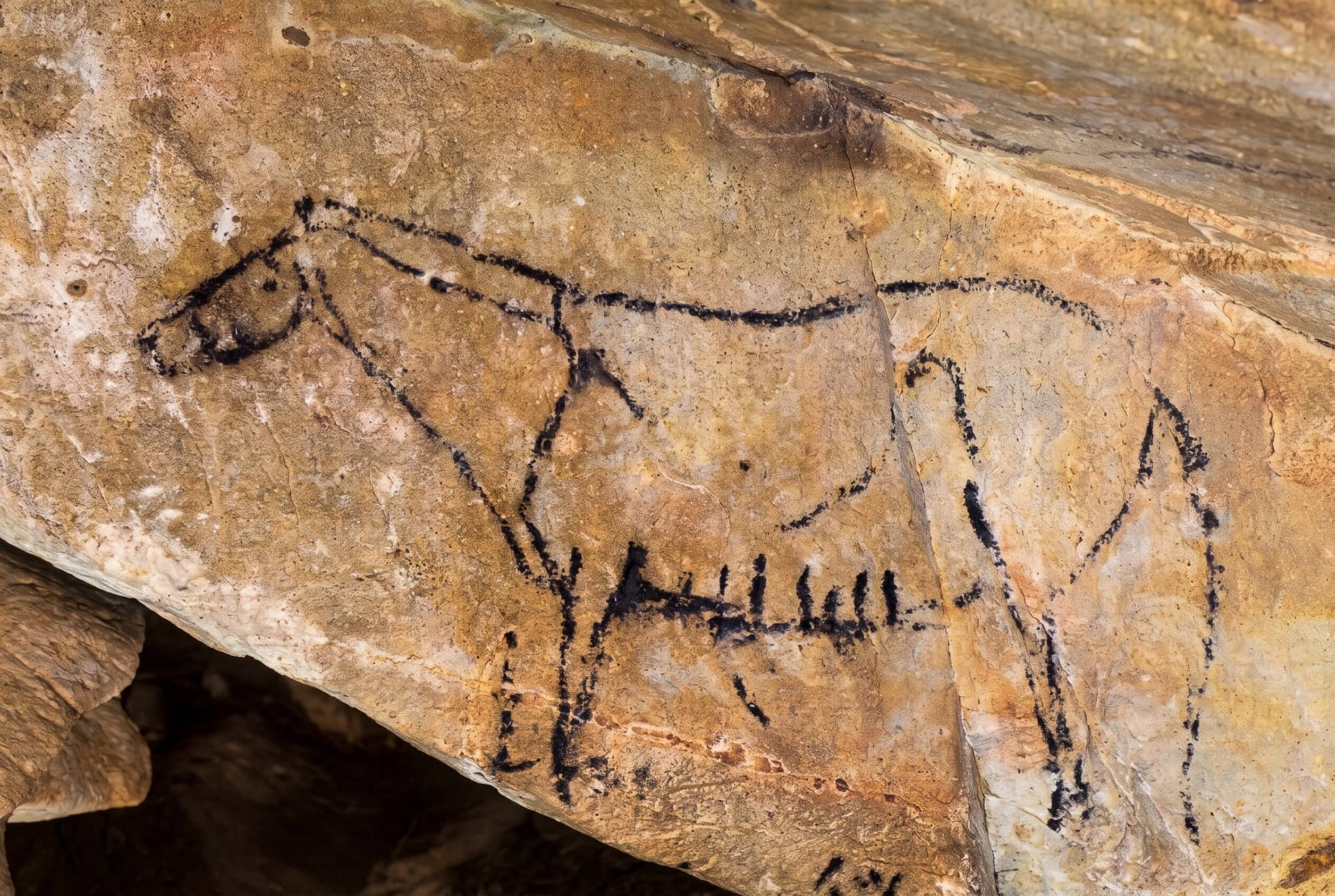 Pintura de bisonte o caballo en negro en la cueva de Las Monedas