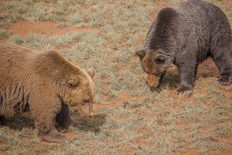 Animals living in semi-freedom at Cabárceno Nature Park