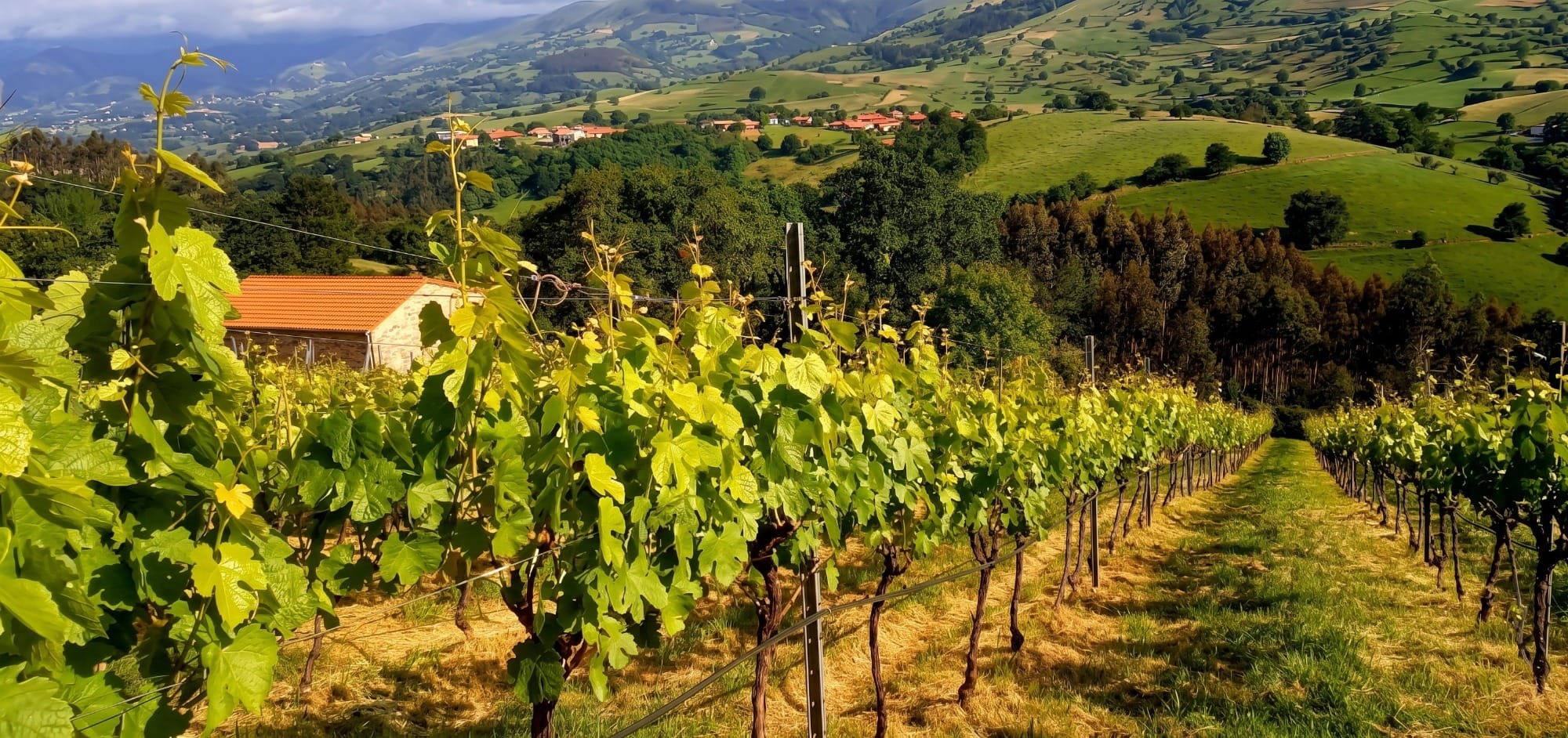 Vineyard by the coast of Cantabria with a glass of white wine