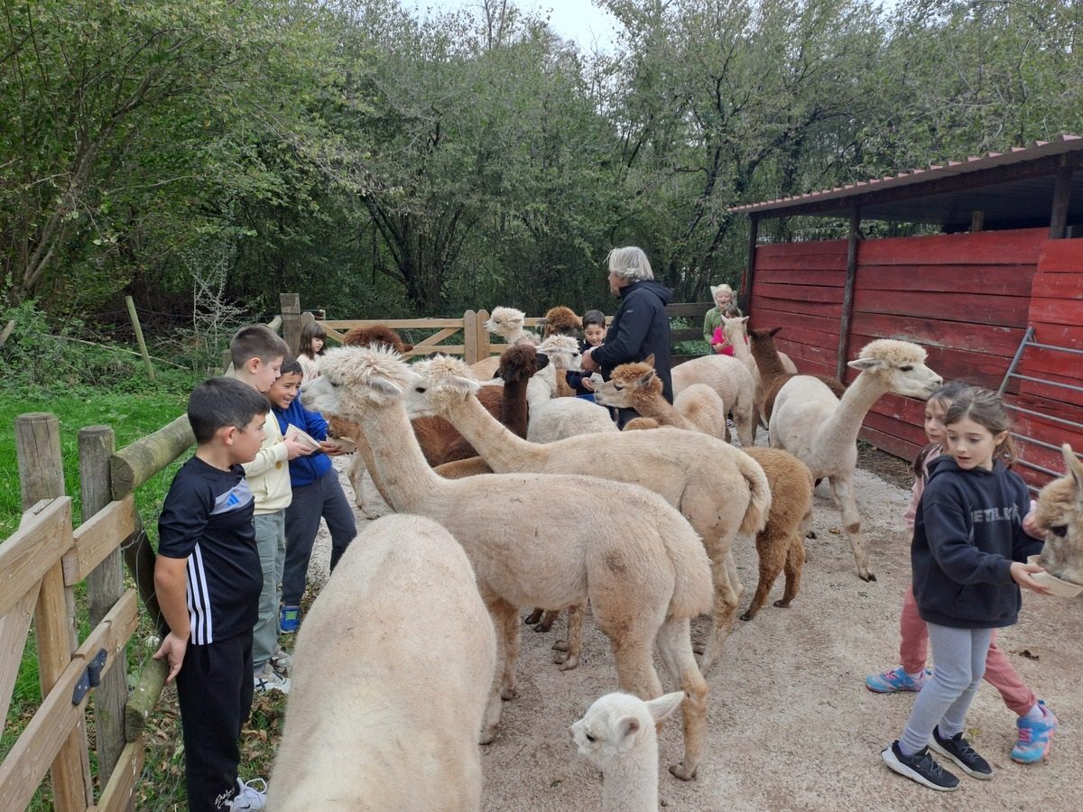Family with young children petting an alpaca on the farm, on a sunny day
