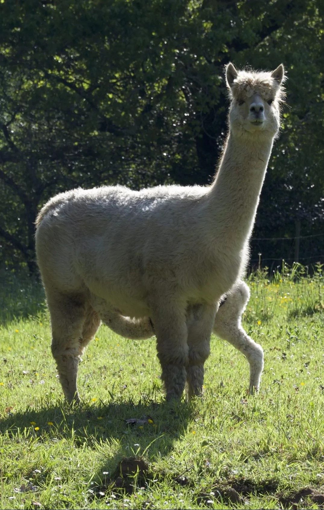 Close-up of an alpaca's face at Alpacas de la Tierruca, showing its distinctive fleece