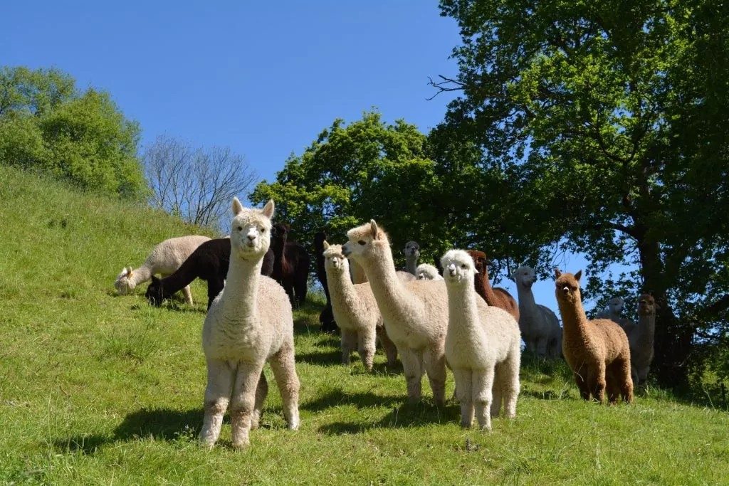 Group of alpacas grazing in the meadow at Alpacas de la Tierruca, Llanos de Penagos, with the Pasiego mountains in the background