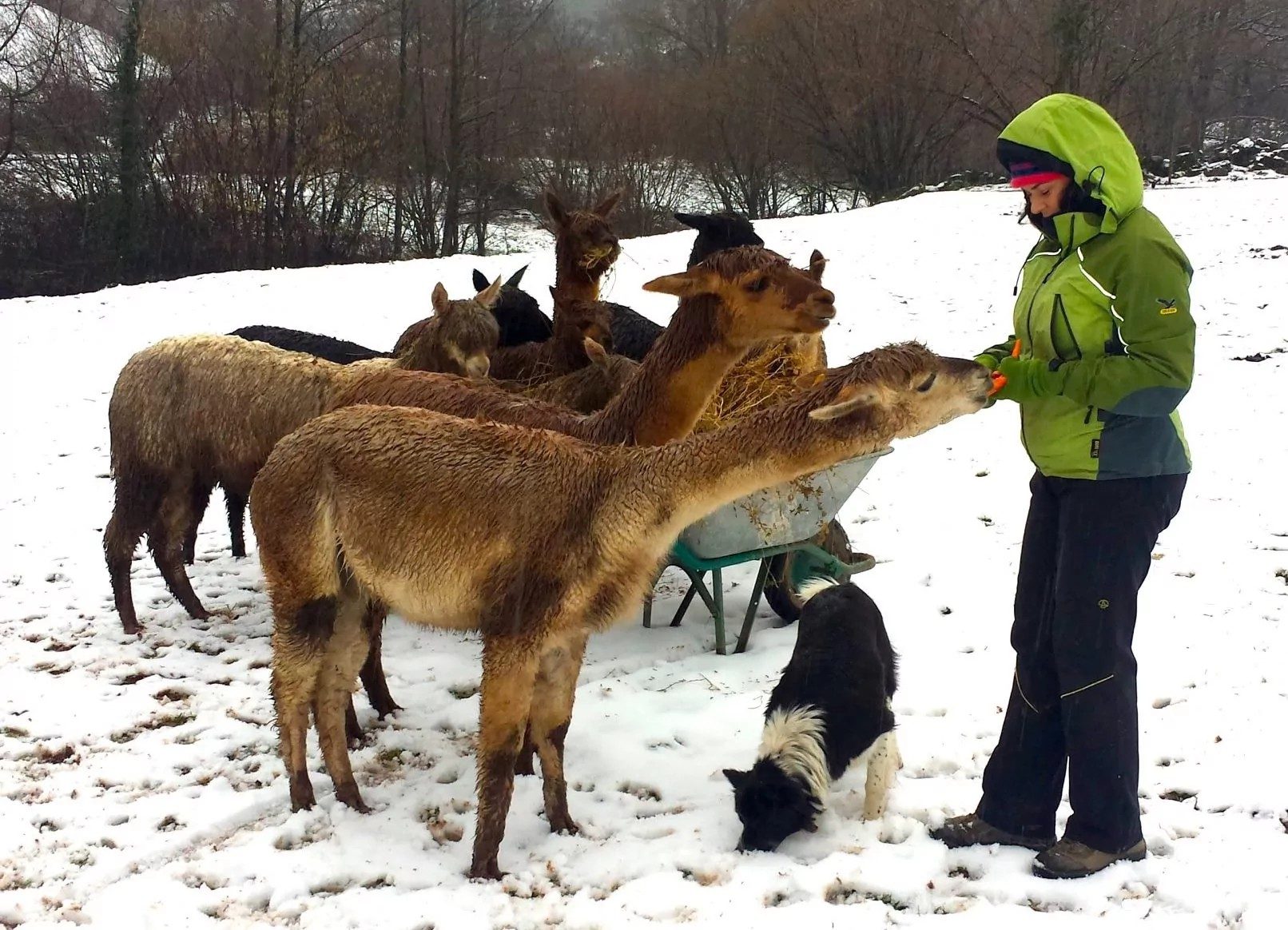 Child feeding a carrot to an alpaca up close during the guided visit