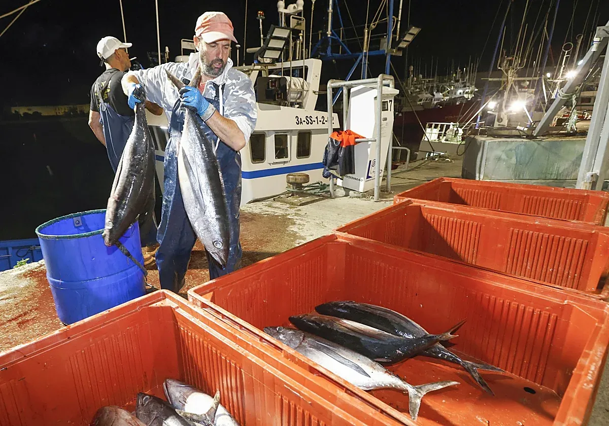 Freshly caught North Atlantic bonito on the deck of a sport fishing boat, rod and reel in the foreground.