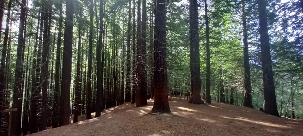 Vue générale du sentier d'entrée dans la forêt de séquoias, avec les troncs droits et roux vus depuis le sol, par une journée lumineuse.