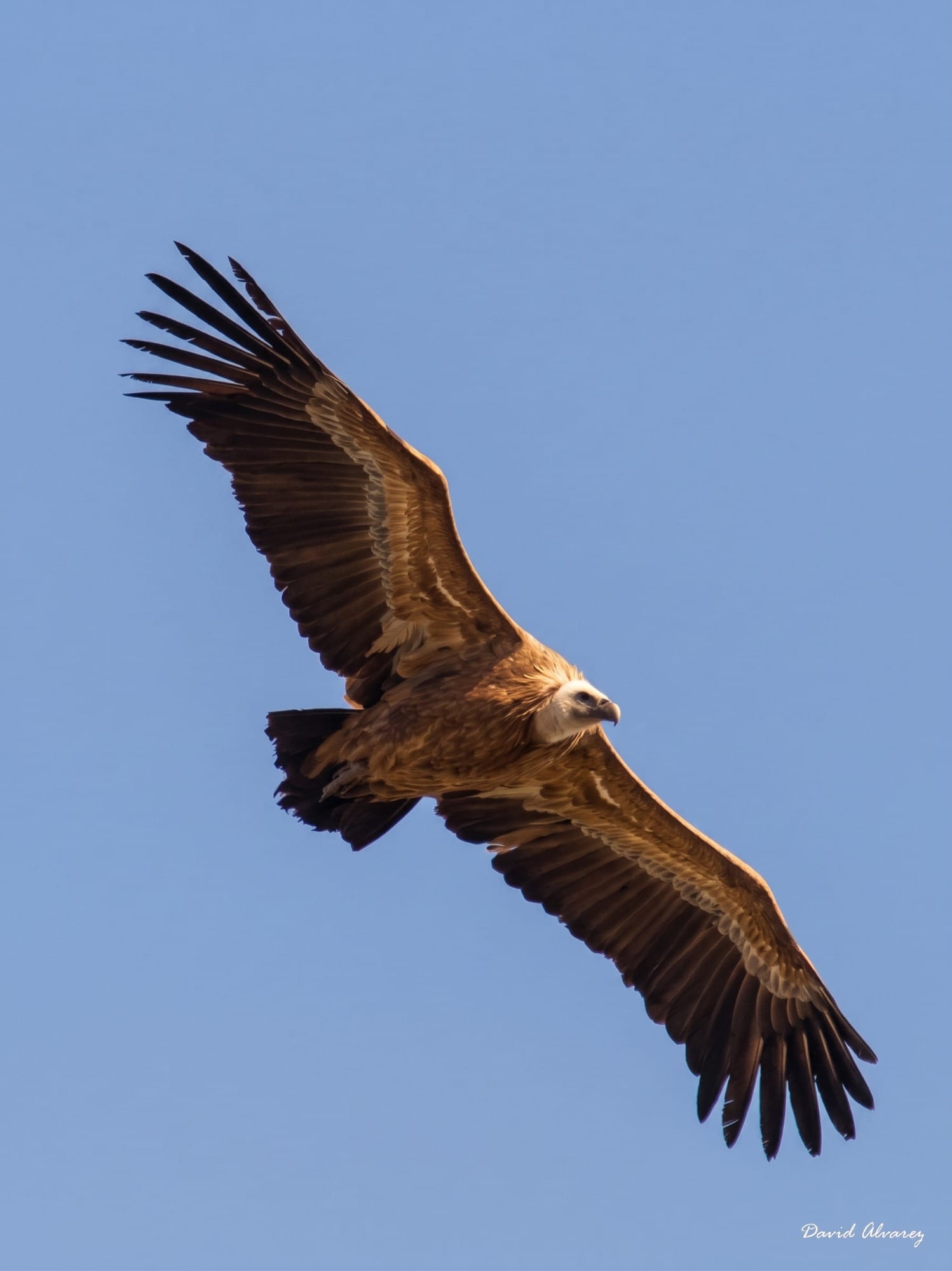 Buitres leonados planeando sobre las paredes de Candina en un día despejado de otoño