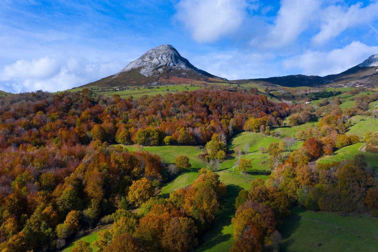 Oak and beech forest in Cantabria in late September, morning light through the mist