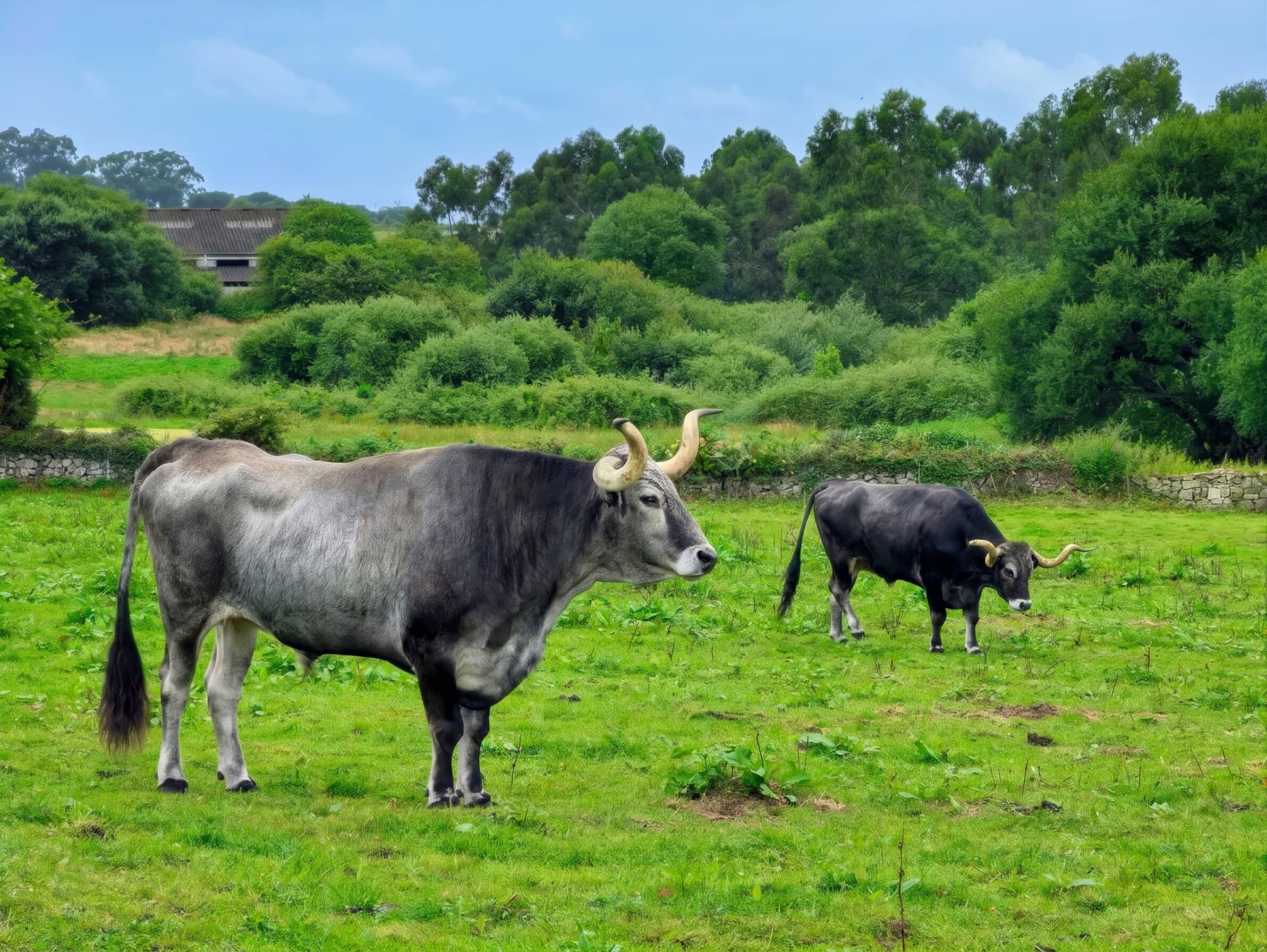 Vacas de raza tudanca pastando en un prado de montaña de Cantabria, luz de otoño