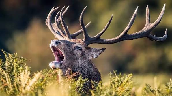 Röhrender Hirsch zwischen der Vegetation, Nahaufnahme, auf einer Waldlichtung bei Sonnenaufgang.