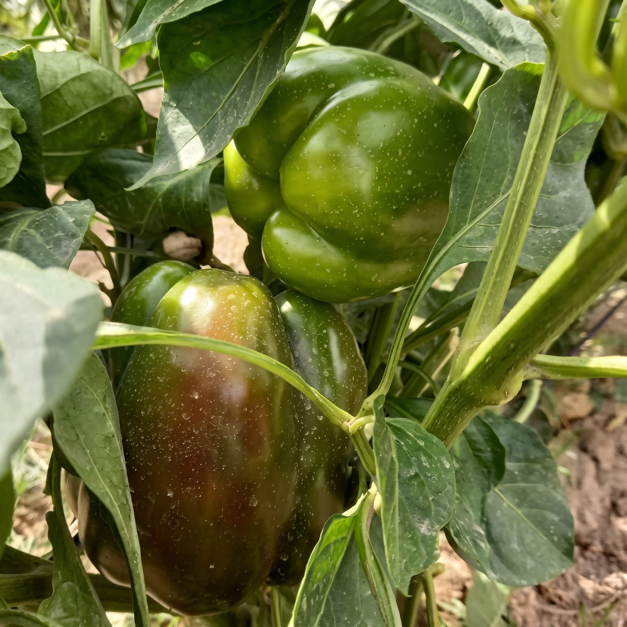 Huerta junto al mar en el pueblo de Isla (Arnuero), con cultivos en primer plano