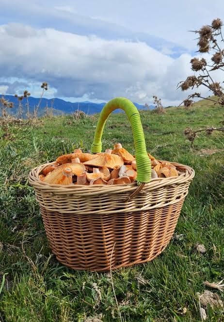 Wicker basket with assorted wild mushrooms and a pocket knife, on the forest floor
