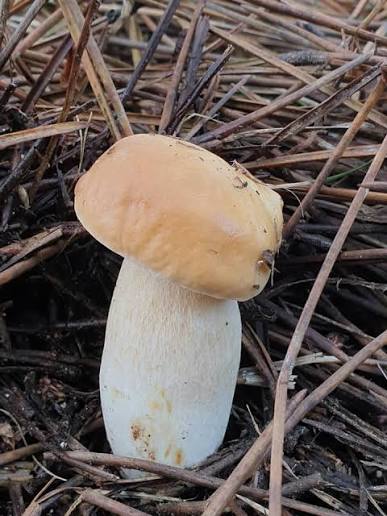 Freshly picked porcini mushroom on damp forest leaf litter, close-up