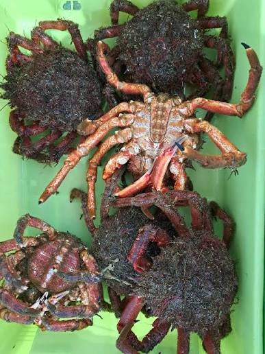 Araignées de mer et tourteaux vivants dans le vivier d'une marisquería près de Bareyo