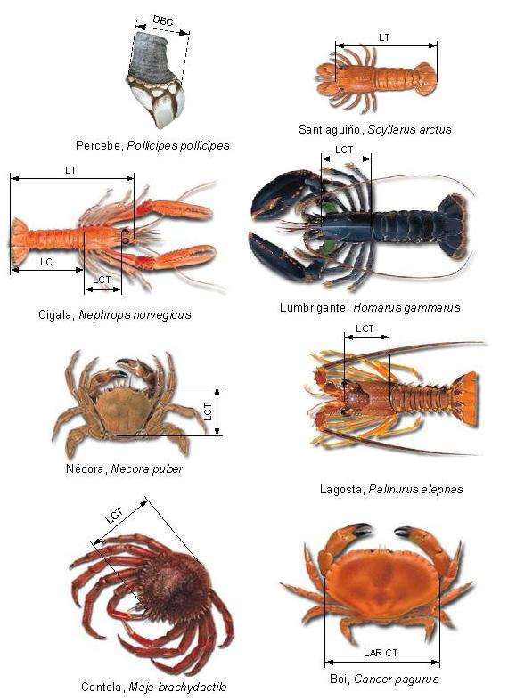 Pêcheur mesurant avec une règle la taille d'une étrille tout juste pêchée sur le quai