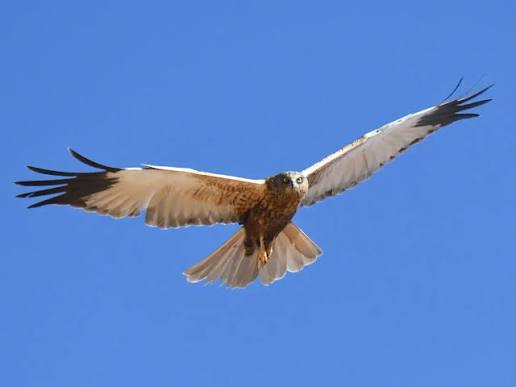 A marsh harrier flying over the reedbeds of Ría de Ajo at dusk.