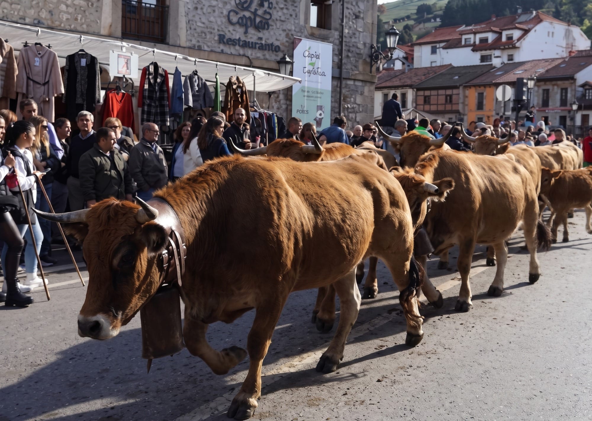 Pasá del ganado: reses desfilando por la Calle Mayor de Potes entre el público
